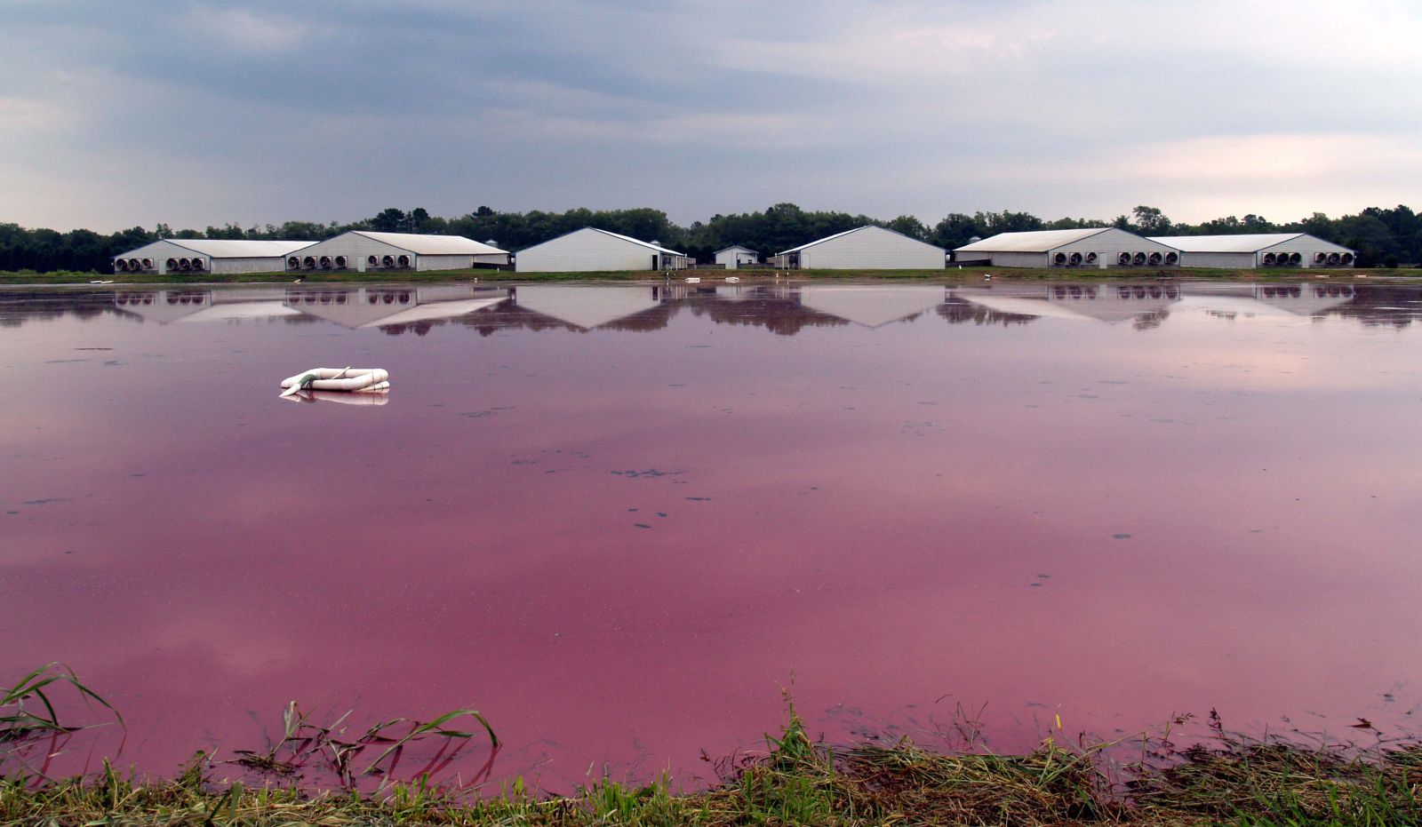 Pig lagoons in North Carolina