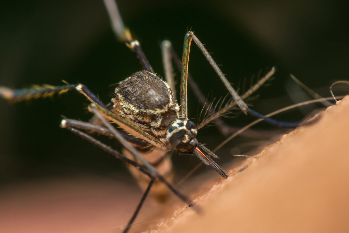 Close up of a mosquito sucking blood on human skin. This mosquito is a carrier of Malaria, Encephalitis, Dengue and Zika virus.