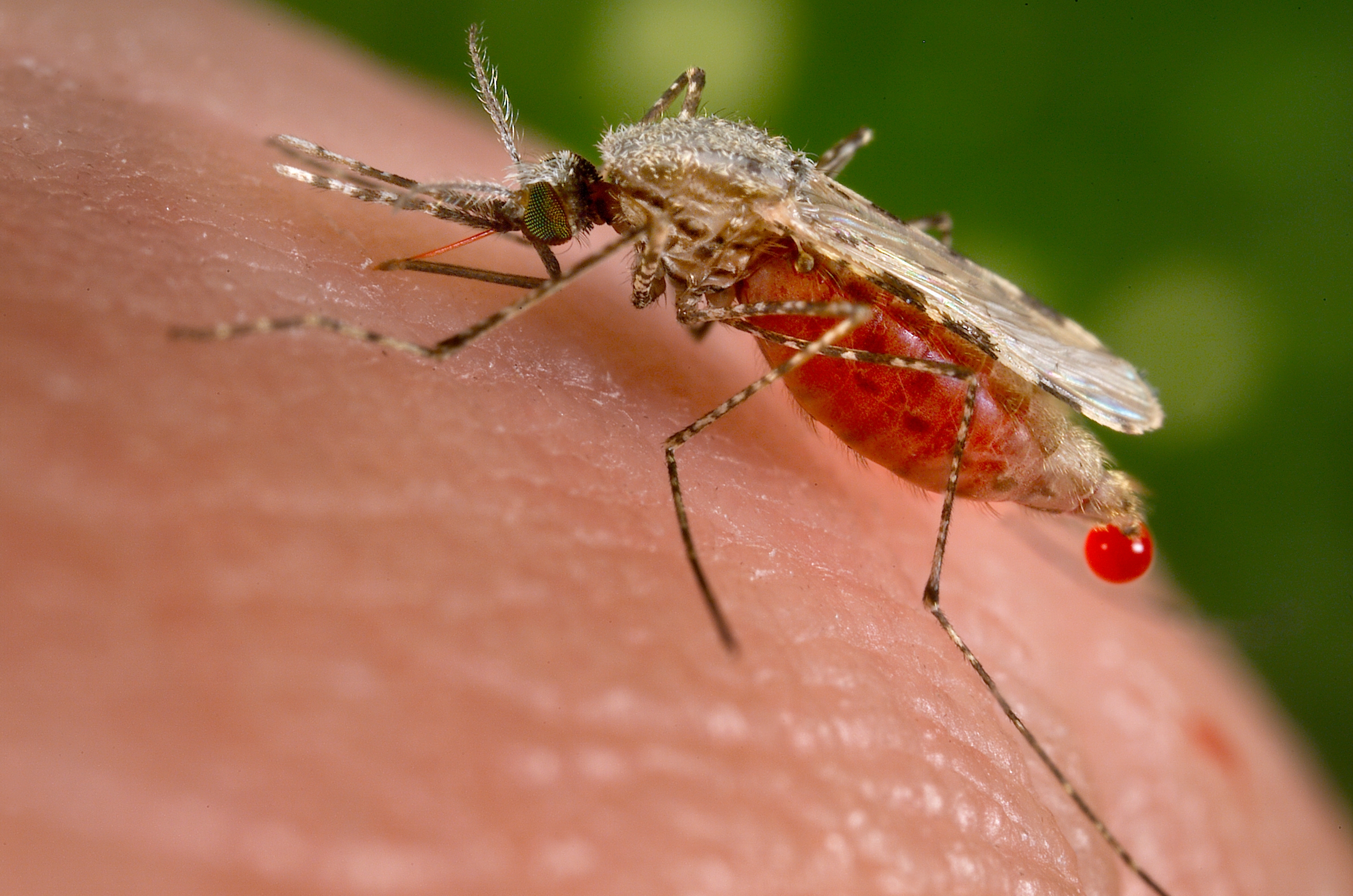 Close-up of a mosquito on human skin