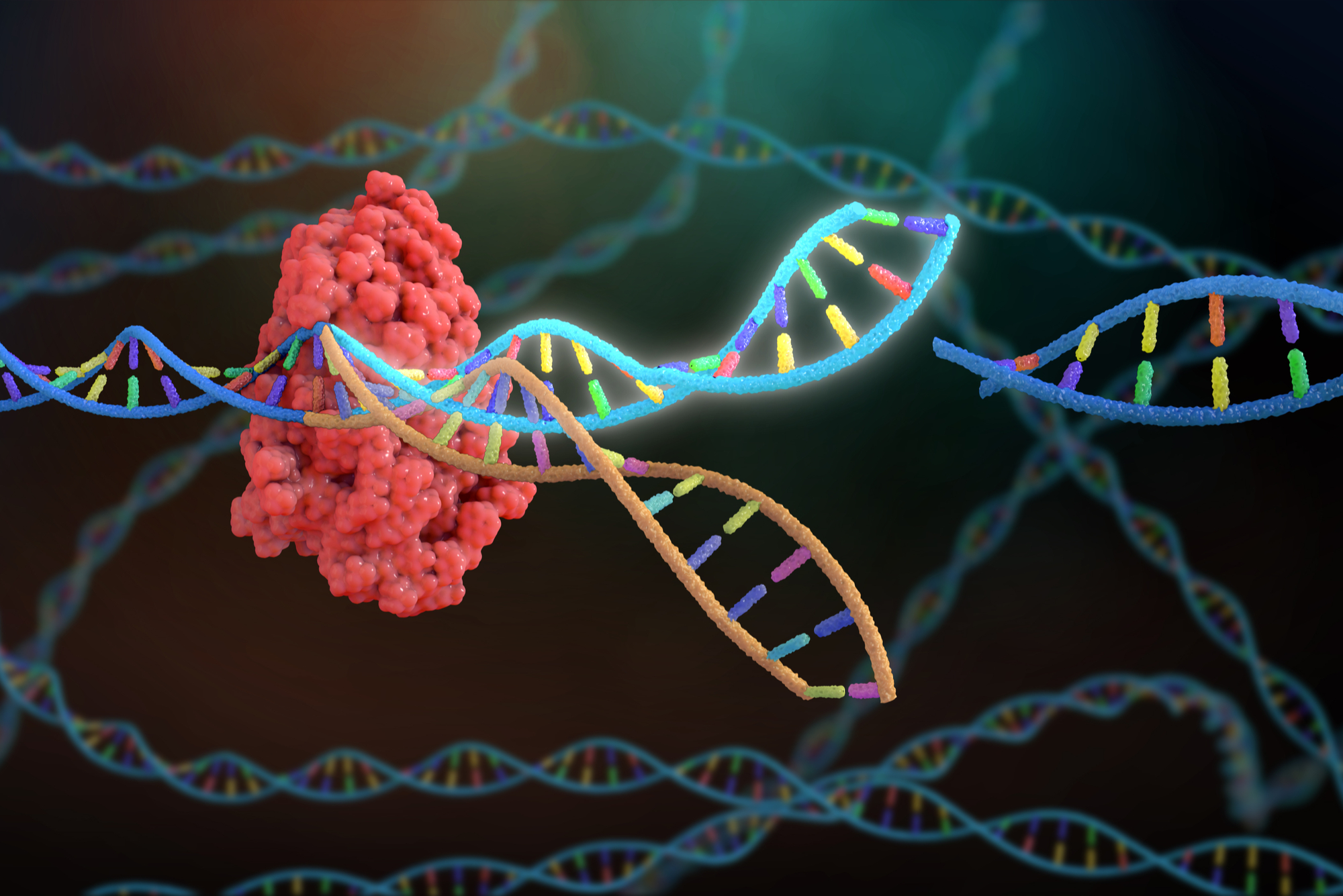 Cartoon image of a protein attached to a DNA double helix that has been spliced