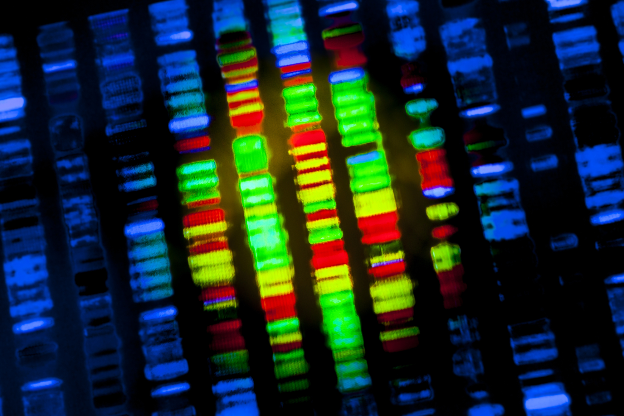 image of a genetic screen