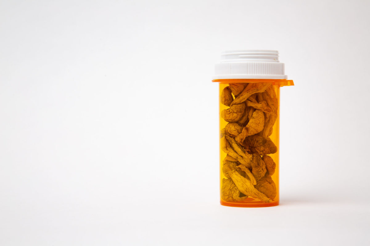 Dried psilocybe cubensis psilocybin magic mushrooms inside a plastic prescription medicine bottle isolated on white background.