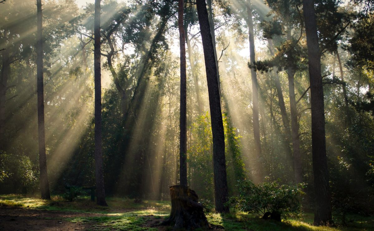 Rays of light in a forest.