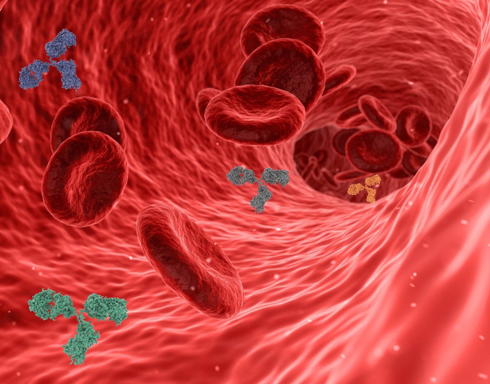 Graphic rendering of antibodies in the bloodstream.