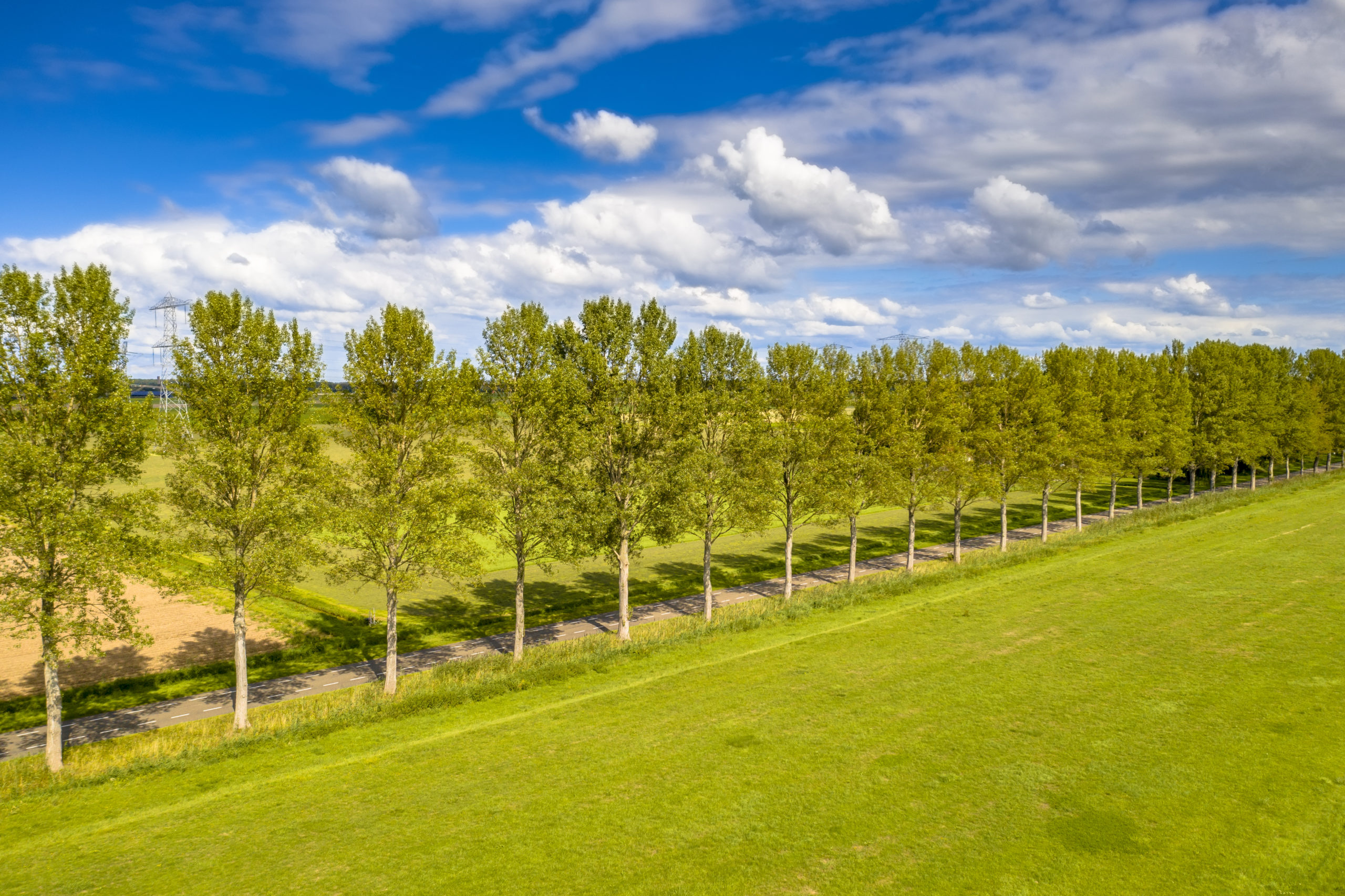 Traditional countryside scene in the Netherlands with windbreak lane of poplar trees in the wind under summer sky. Ens, Flevoland Province, the Netherlands.