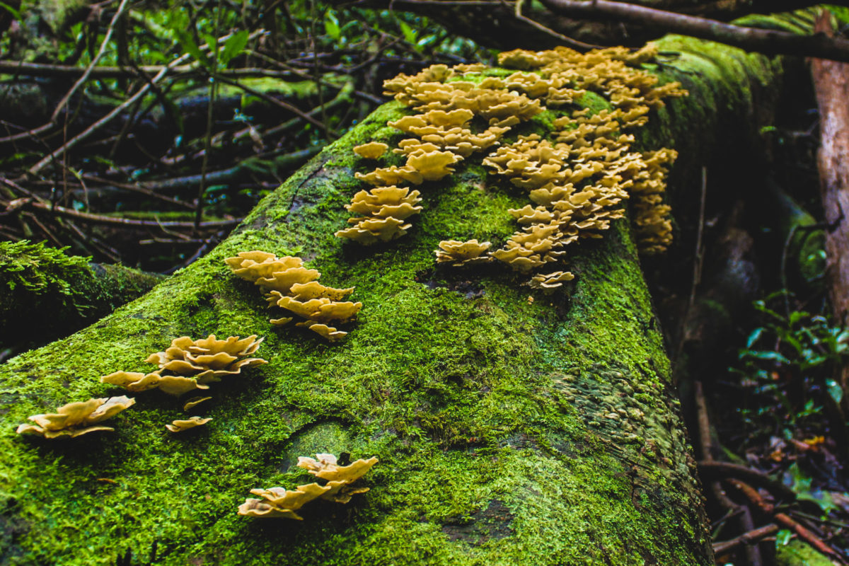 Bracket fungi, or shelf fungi produce shelf- or bracket-shaped or occasionally circular fruiting bodies called conks. They are mainly found on trees.