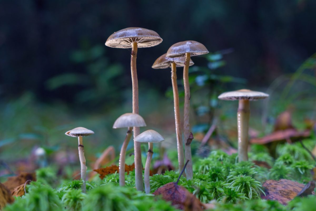 Mushrooms containing psilocybin grow in the forest.