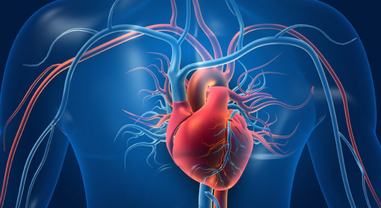 Human heart with blood vessels. 3d illustration