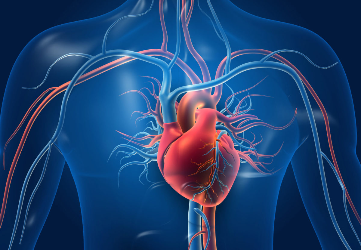 Human heart with blood vessels. 3d illustration