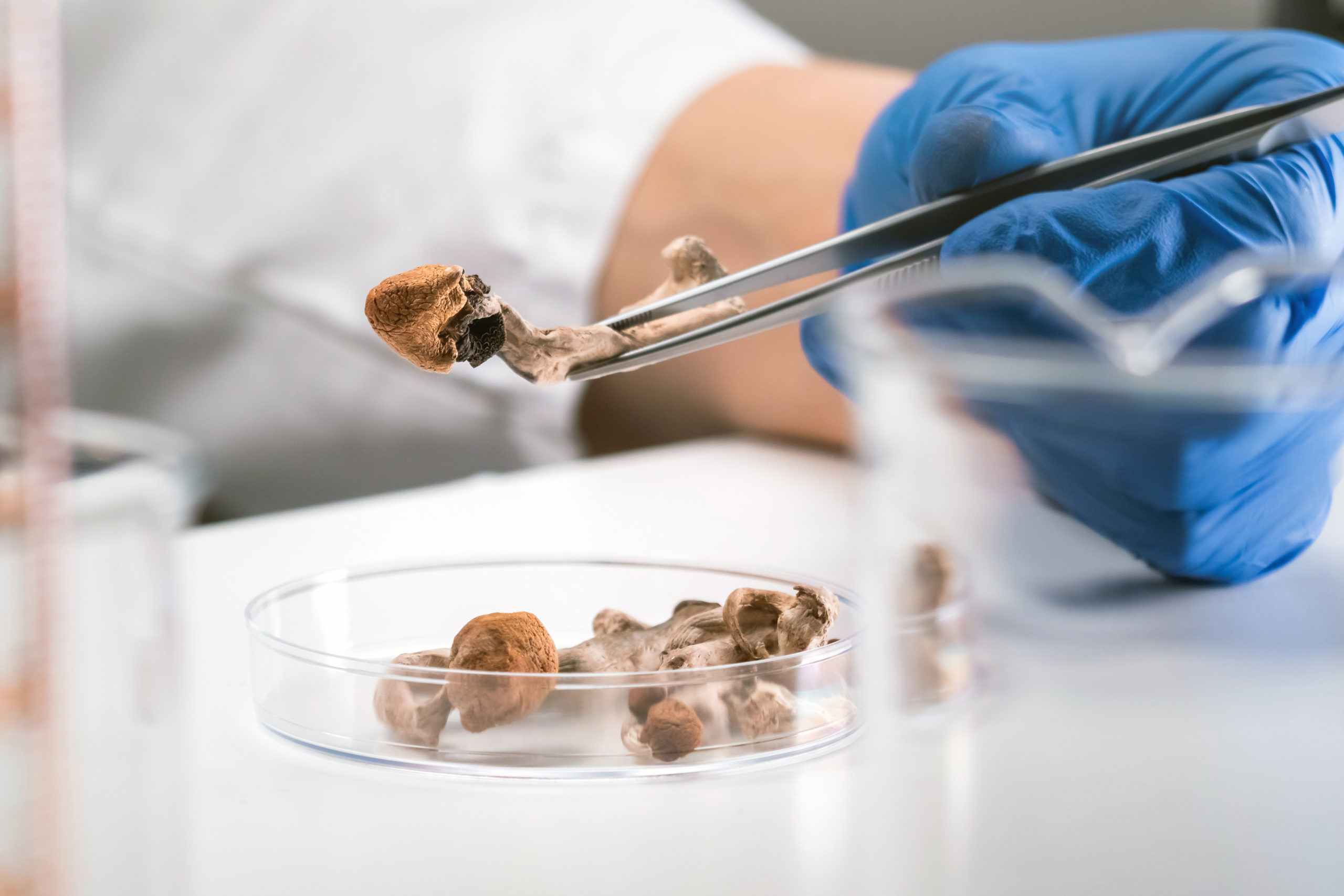 Person examining psilocybin mushrooms in lab.