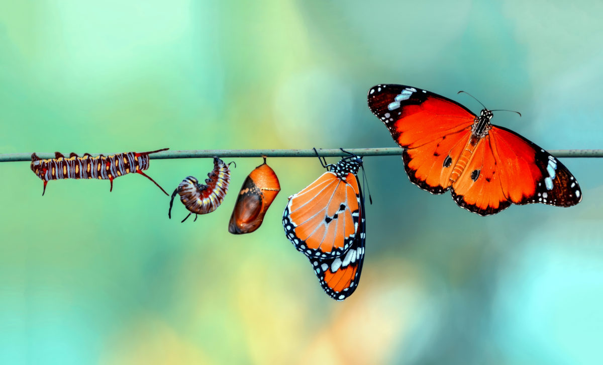 Monarch Butterfly, pupae and cocoons are suspended. Concept transformation of Butterfly.