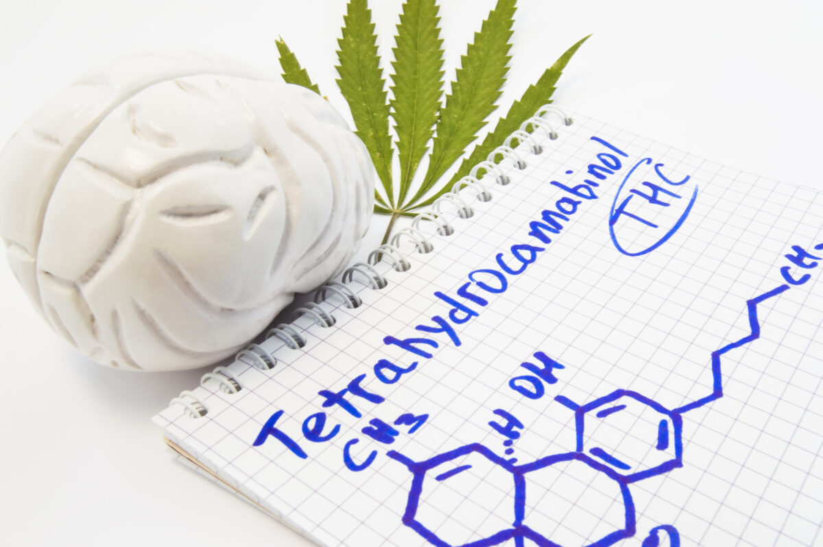 Effects and action of tetrahydrocannabinol (THC) on human brain. Anatomical model of brain is near leaf of hemp and notepad inscribed with title tetrahydrocannabinol and drawn it chemical formula.