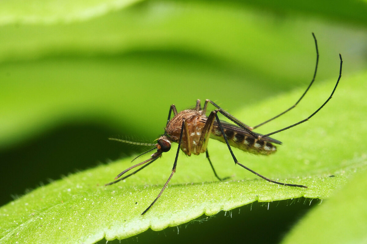 macro normal female mosquito isolated on green leaf.