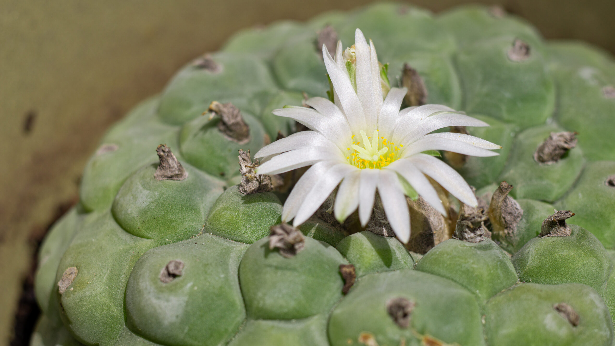 wirikuta hikuri hallucinogen mexican peyote flower.